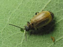 Attēlu rezultāti vaicājumam “Lochmaea caprea”