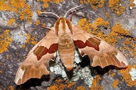 Attēlu rezultāti vaicājumam “Mimas tiliae”