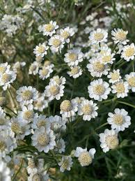 Image result for Achillea Ptarmica