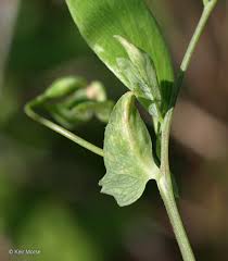 Attēlu rezultāti vaicājumam “Lathyrus palustris bud”