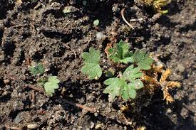 Attēlu rezultāti vaicājumam “Potentilla argentea bud”