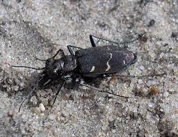 Attēlu rezultāti vaicājumam “Cicindela sylvatica”