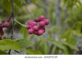 Attēlu rezultāti vaicājumam “Magnolia kobus fruit”