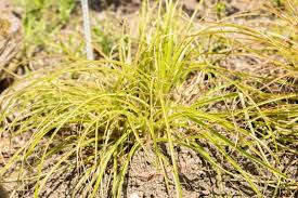 Attēlu rezultāti vaicājumam “Carex appropinquata leaf”