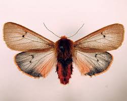 Attēlu rezultāti vaicājumam “Phragmatobia fuliginosa imago”