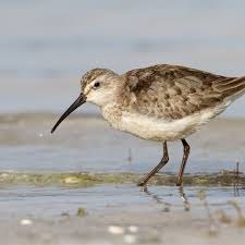 Attēlu rezultāti vaicājumam “Calidris ferruginea”