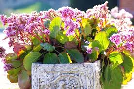 Image result for Bergenie