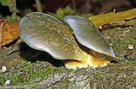 Attēlu rezultāti vaicājumam “Panellus serotinus”