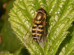 Attēlu rezultāti vaicājumam “Syrphus torvus”