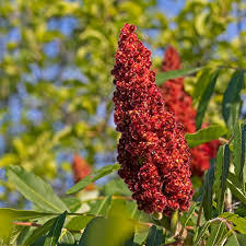 Attēlu rezultāti vaicājumam “Rhus typhina flower”