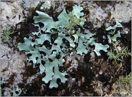 Attēlu rezultāti vaicājumam “Hypotrachyna sp.”