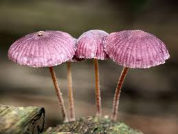 Attēlu rezultāti vaicājumam “Mycena rosella”