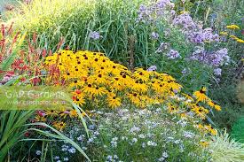 Image result for Tanacetum parthenium 'Tetraweiss'