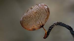 Attēlu rezultāti vaicājumam “Cribraria cancellata”