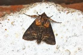 Attēlu rezultāti vaicājumam “Abrostola triplasia”