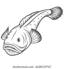 Image result for Lophius americanus