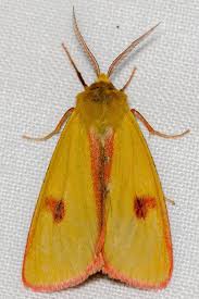 Attēlu rezultāti vaicājumam “Diacrisia sannio”