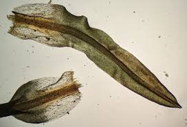 Attēlu rezultāti vaicājumam “Barbula”