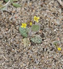 Attēlu rezultāti vaicājumam “Draba nemorosa fruit”