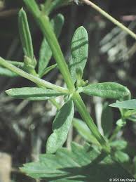 Attēlu rezultāti vaicājumam “Polygala comosa leaf”