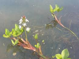 Attēlu rezultāti vaicājumam “Menyanthes trifoliata leaf”