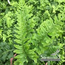 Attēlu rezultāti vaicājumam “Polypodium vulgare”