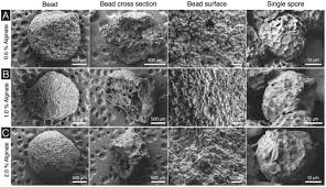 Attēlu rezultāti vaicājumam “Lycogala botrydium spores”