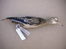 Image result for Bartramia longicauda