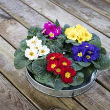 Attēlu rezultāti vaicājumam “Primula x margotae flower”