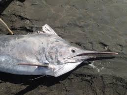 Image result for Istiompax indica