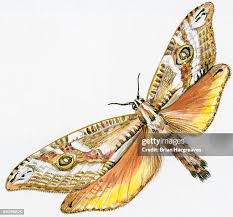 Attēlu rezultāti vaicājumam “Hepialus humuli male”