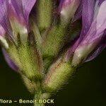 Attēlu rezultāti vaicājumam “Astragalus danicus fruit”