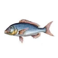 Image result for Dentex dentex