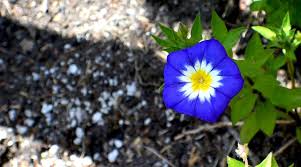 Image result for Convolvulus tricolor