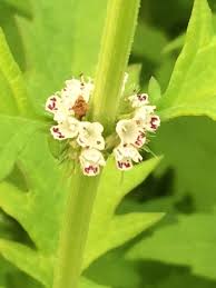 Attēlu rezultāti vaicājumam “Lycopus europaeus flower”