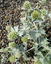 Attēlu rezultāti vaicājumam “Eryngium maritimum flower”