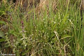 Attēlu rezultāti vaicājumam “Trichophorum alpinum flower”