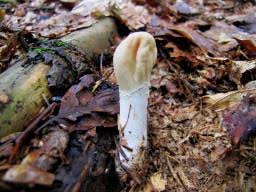 Attēlu rezultāti vaicājumam “Podostroma leucopus”