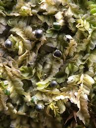 Attēlu rezultāti vaicājumam “Chiloscyphus pallescens”