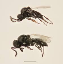 Attēlu rezultāti vaicājumam “Rabdophaga degeeri”