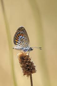 Attēlu rezultāti vaicājumam “Plebejus argus female”