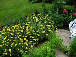 Image result for Anthemis tinctoria
