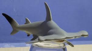 Image result for Sphyrna corona