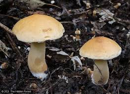 Attēlu rezultāti vaicājumam “Suillus bovinus”