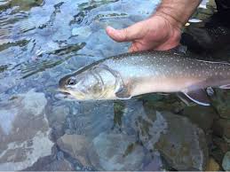 Image result for Salvelinus confluentus