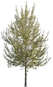 Attēlu rezultāti vaicājumam “Populus”