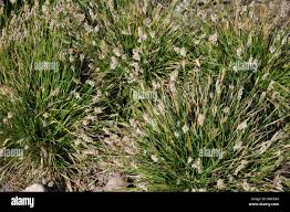 Attēlu rezultāti vaicājumam “Sesleria caerulea leaf”