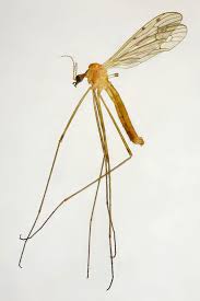 Attēlu rezultāti vaicājumam “Limoniidae”