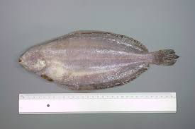 Image result for Glyptocephalus cynoglossus