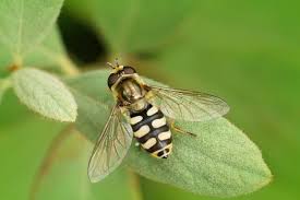 Attēlu rezultāti vaicājumam “Eupeodes corollae”